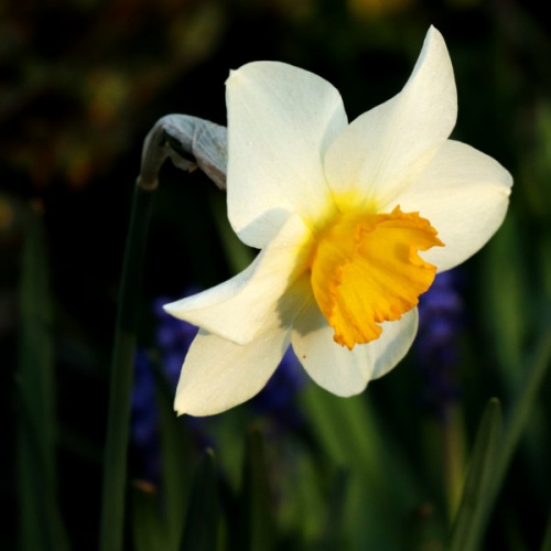 Mini Daffodil Bulbs - Pueblo